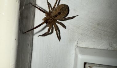 Wem bin ich hier Nachts in der Küche begegnet?