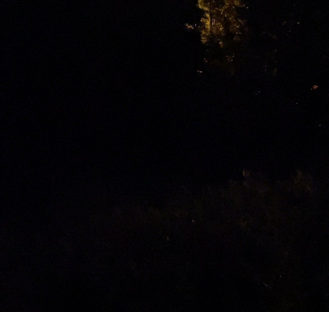 Weird animal sounds in a park