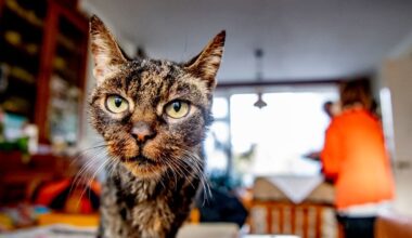 Recordaantal verwaarloosde huisdieren, grote toename bij katten
