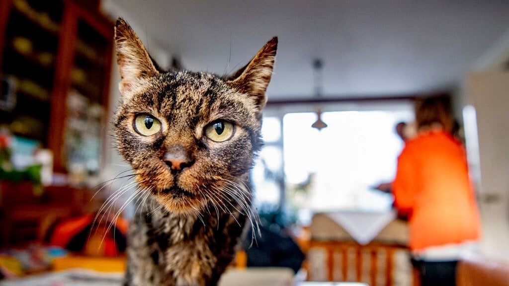 Recordaantal verwaarloosde huisdieren, grote toename bij katten