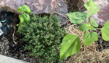 Steingarten in Gemüsegarten umgewandelt