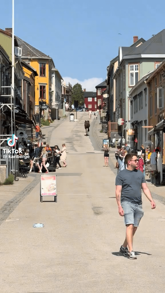 Elg på Røros