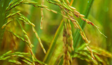 Circular economy of rice: less emissions and more community resilience