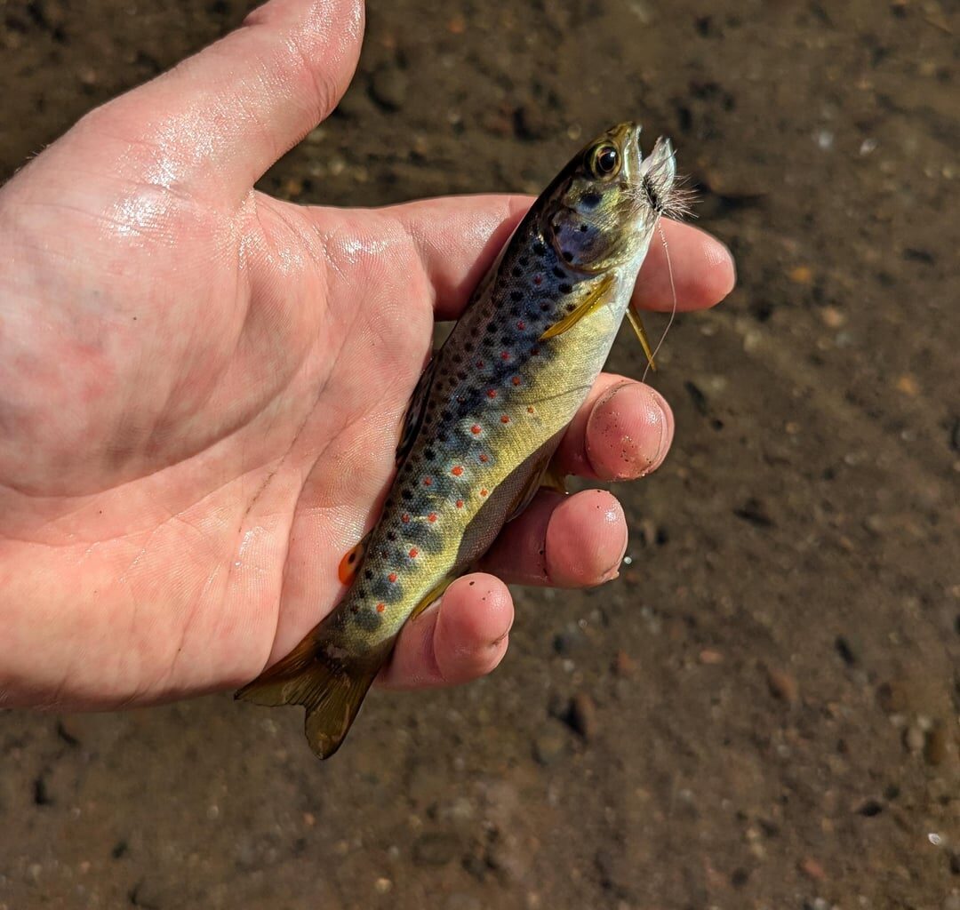 Fly fishing spots?