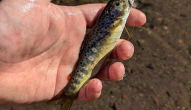 Fly fishing spots?