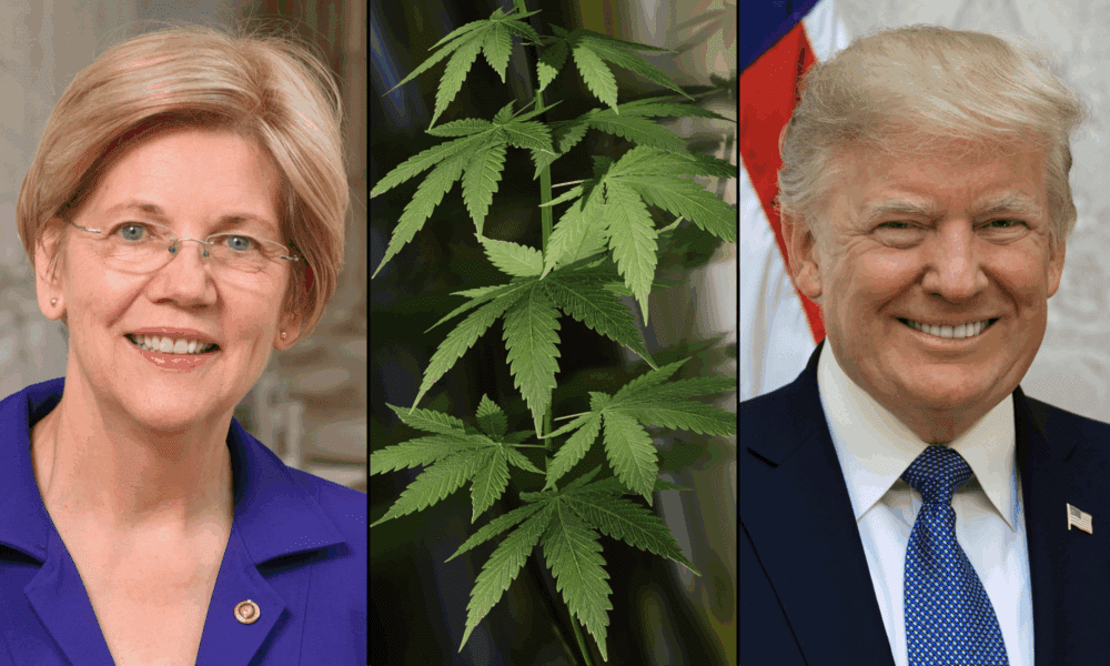 Elizabeth Warren Pushes Trump To End Federal Marijuana Criminalization After Elon Musk's 'Failures' To Stop Wasteful Spending With DOGE