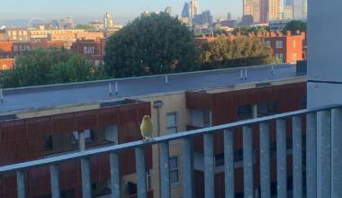 Do you think this little bird is someone’s lost pet? 😢