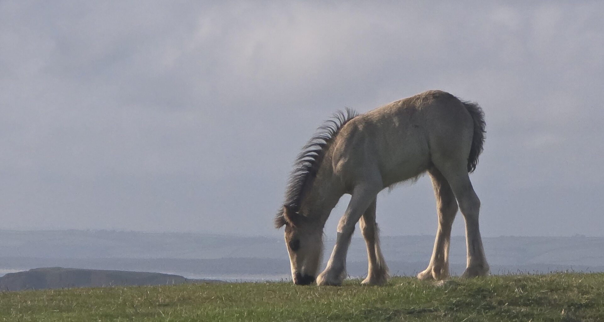 Punk baby horse