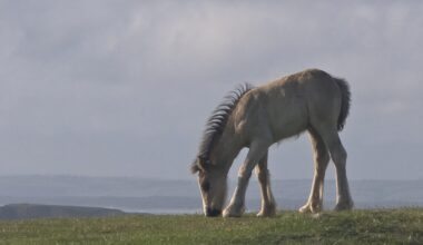 Punk baby horse