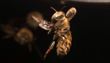 Horrifying swarms of killer bees spreading across America