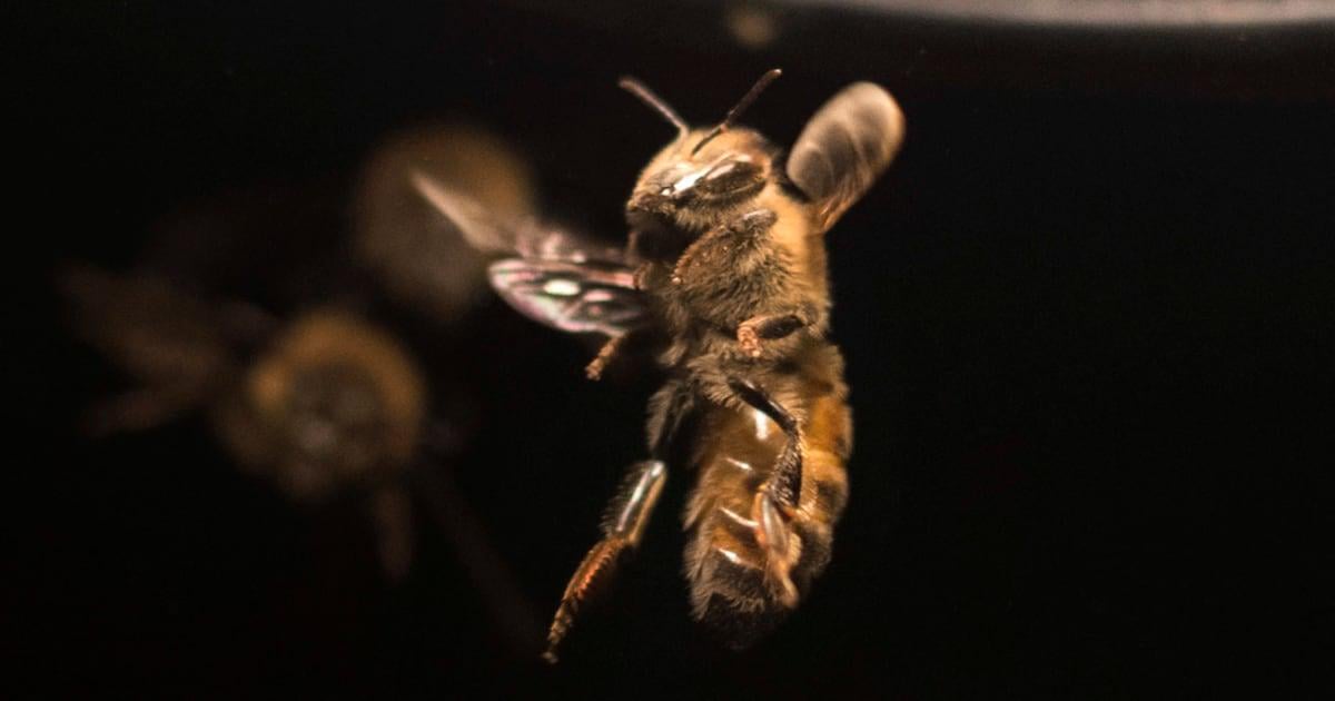 Horrifying swarms of killer bees spreading across America