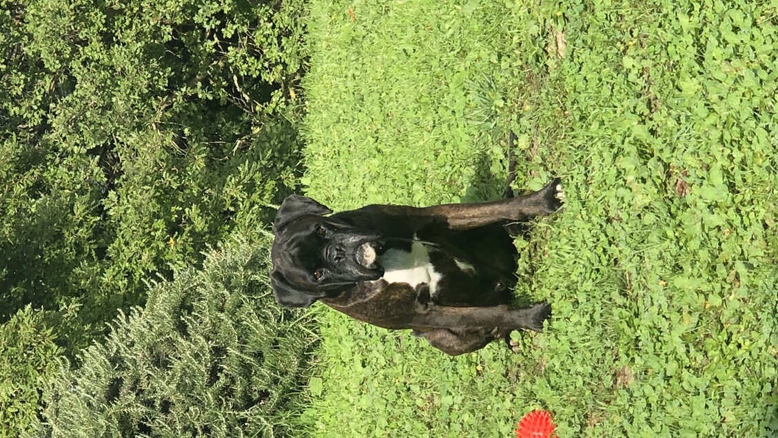 Tracciabilità di cani e gatti ok Ue ma l'Italia resta al palo - Sanità