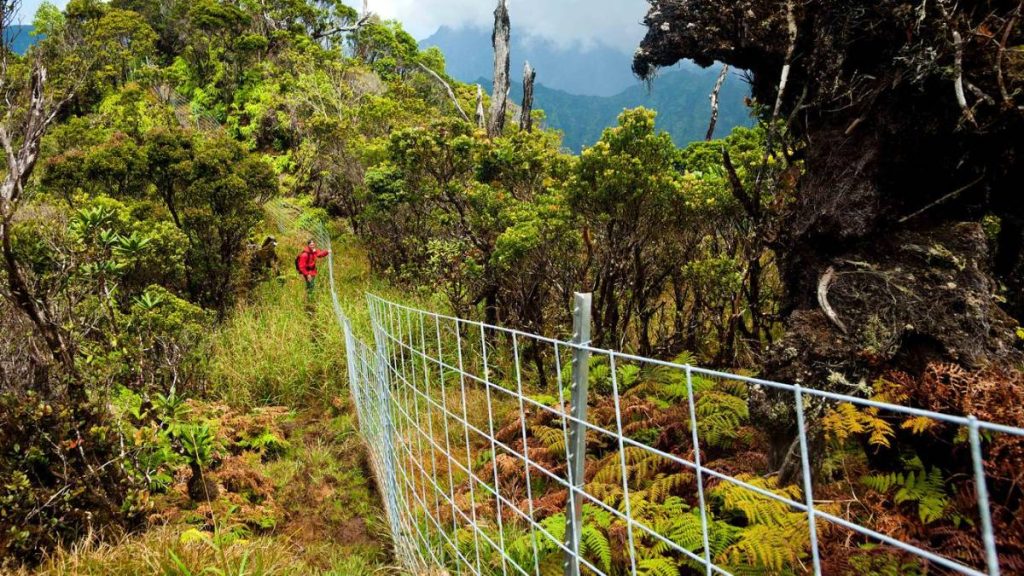 Kaua’i conservation leaders hope Hawaiʻi’s new Green Fee will prioritize environmental initiatives, not tourism : Kauai Now