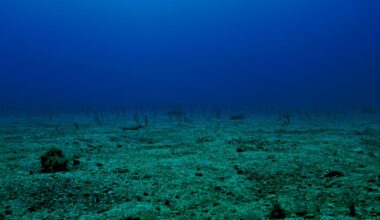Seabed mining is becoming an environmental flashpoint – NZ will have to pick a side soon