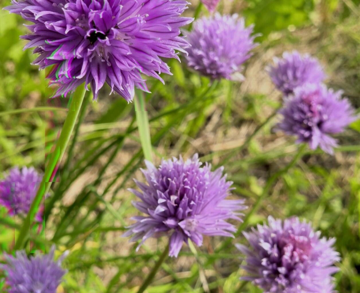Blumen von dem Schnittlauch
