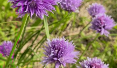 Blumen von dem Schnittlauch