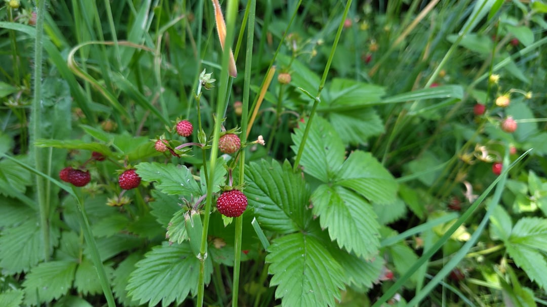 Diesmal hab ich richtige Walderdbeeren gefunden 🙂