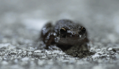 How frogs can tell us about our environment on the Gulf Coast