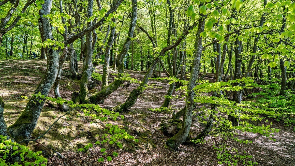 Klimarådet advarer: Historien viser, at frivillighed i landbruget ikke er noget, man kan regne med