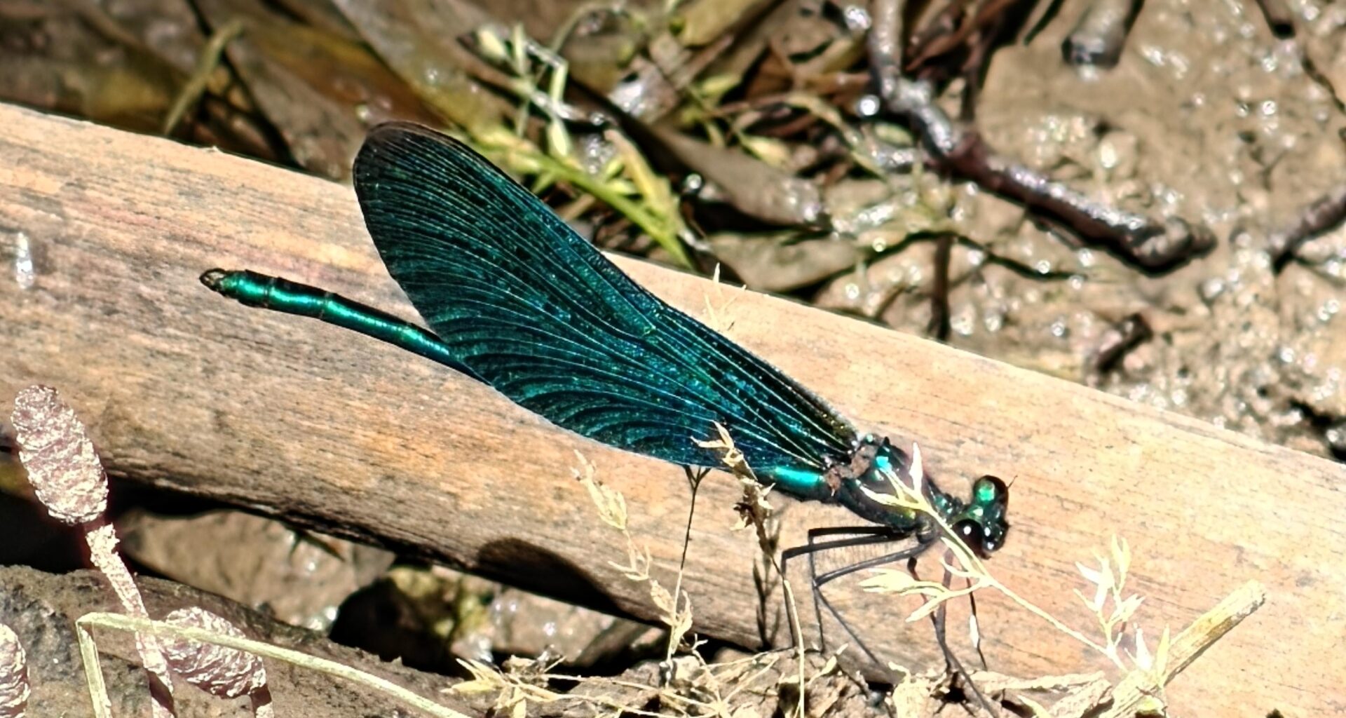 Die Natur ist wunderschön