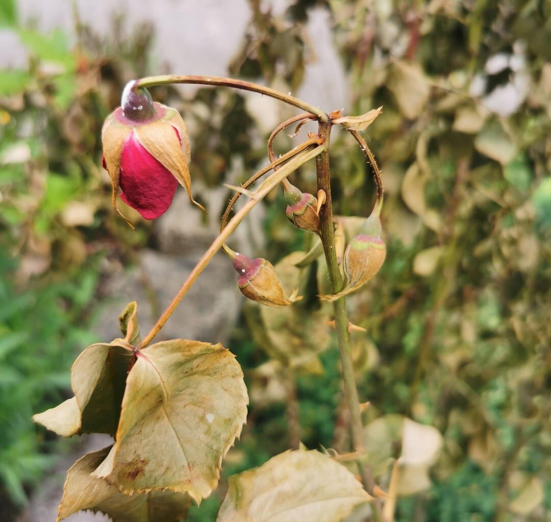 Rose nach dem Umsetzen am eingehen