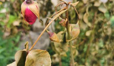 Rose nach dem Umsetzen am eingehen