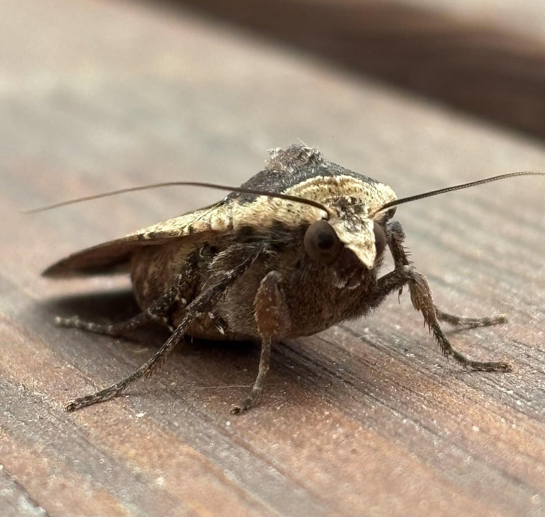 Besuch einer Hausmutter