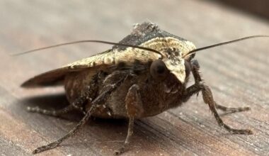 Besuch einer Hausmutter