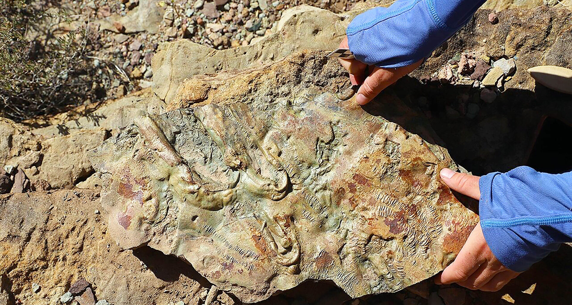 Paleogeographic maps and key trilobites of representative Tonto Group landscapes. Gray lines represent Cenozoic faults, which are labeled on lowest diagram and may have been active during Cambrian time: GW—Grand Wash; H— Hurricane; M—Monument; B—Butte. Credit: University of New Mexico