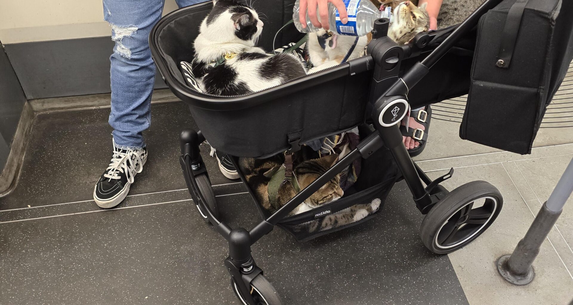Cats on underground