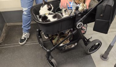 Cats on underground