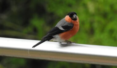 Erneuter besuch auf dem Balkon. Ein Dompfaff / Gimpel
