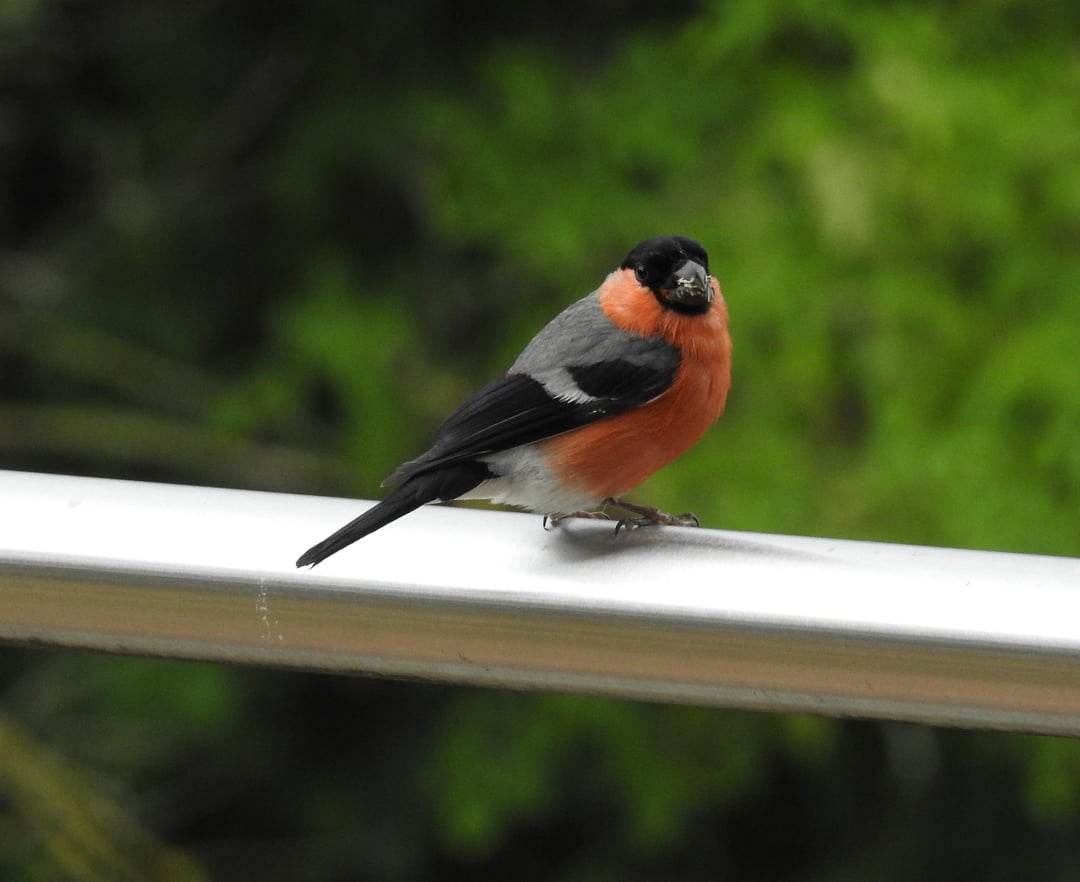 Erneuter besuch auf dem Balkon. Ein Dompfaff / Gimpel