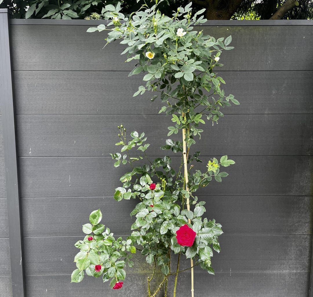 Wie kann aus einem Rosenstrauch eine andere Blume wachsen?