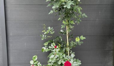 Wie kann aus einem Rosenstrauch eine andere Blume wachsen?