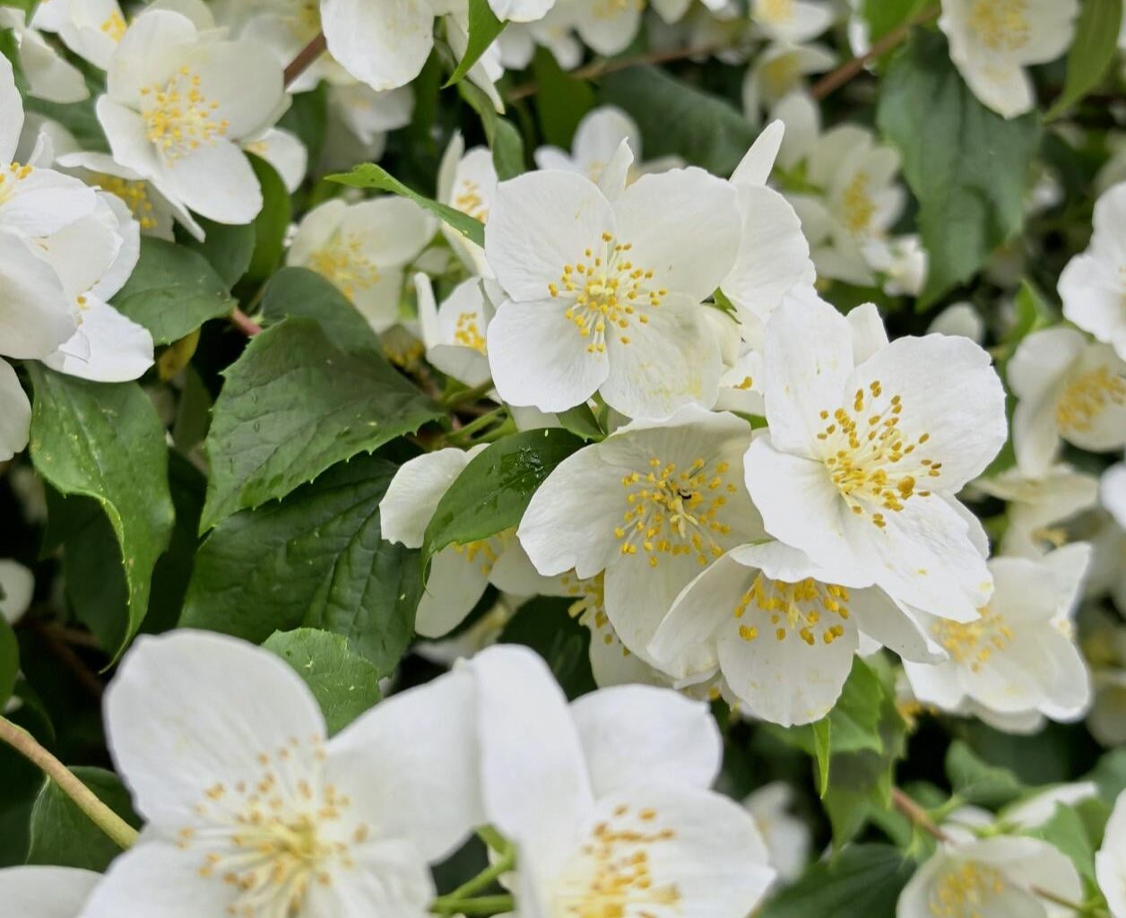 Sommerjasmin