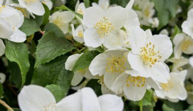 Sommerjasmin