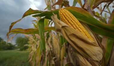 Children born now may live in a world where the US can only produce half as much of its key food crops