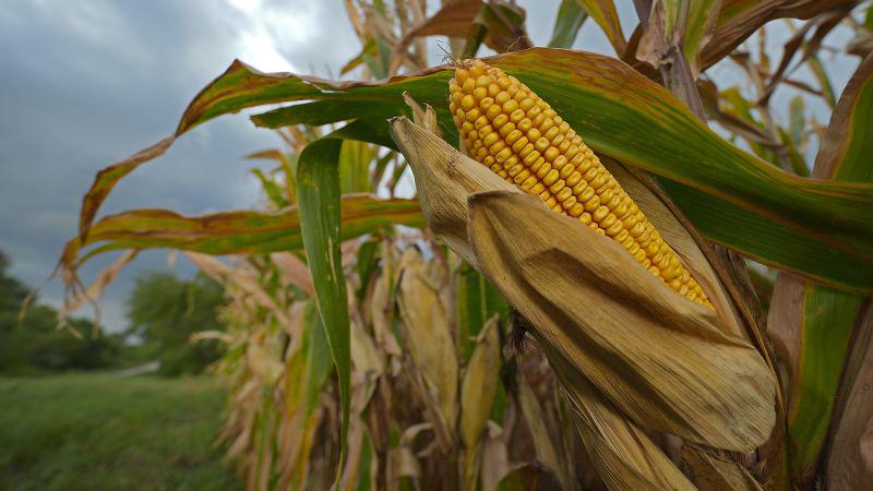 Children born now may live in a world where the US can only produce half as much of its key food crops