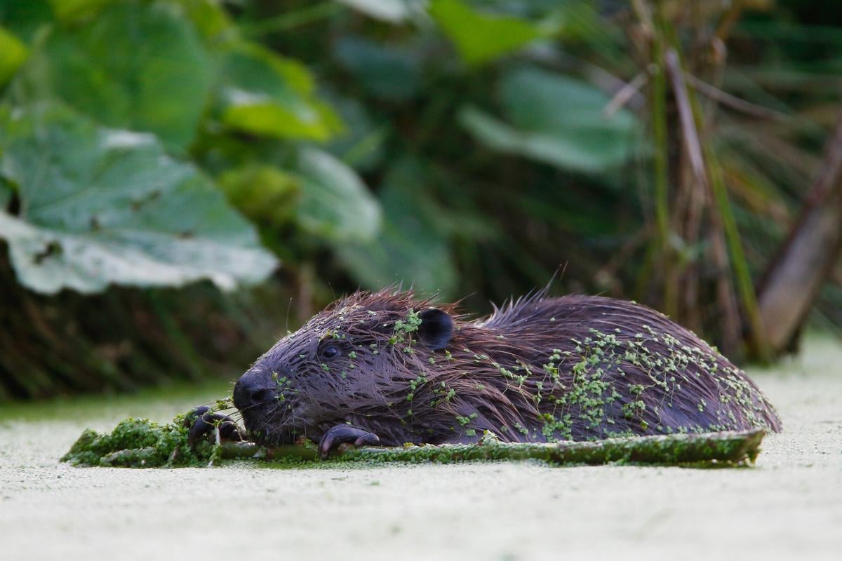 Mais de 500 anos depois, o Castor está de volta a Portugal | Rewilding Portugal