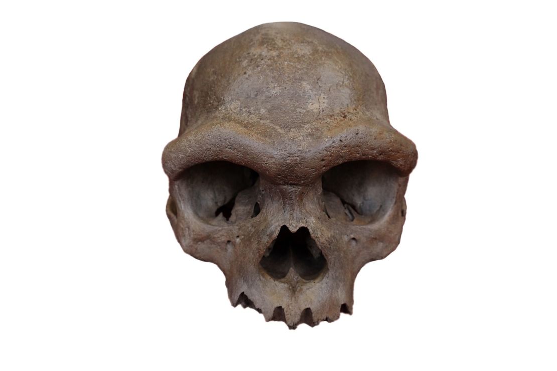 The nearly complete cranium recovered from a well in Harbin, China, dates to at least 146,000 years ago.