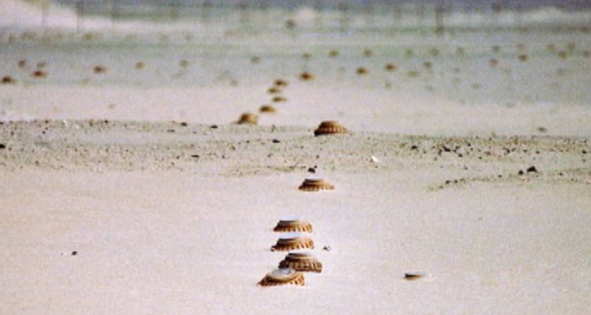Ukraine Withdraws from Landmine Ban Treaty, Following Poland, Finland and Baltic States
