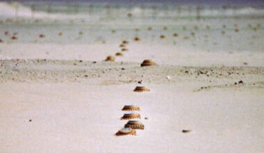 Ukraine Withdraws from Landmine Ban Treaty, Following Poland, Finland and Baltic States