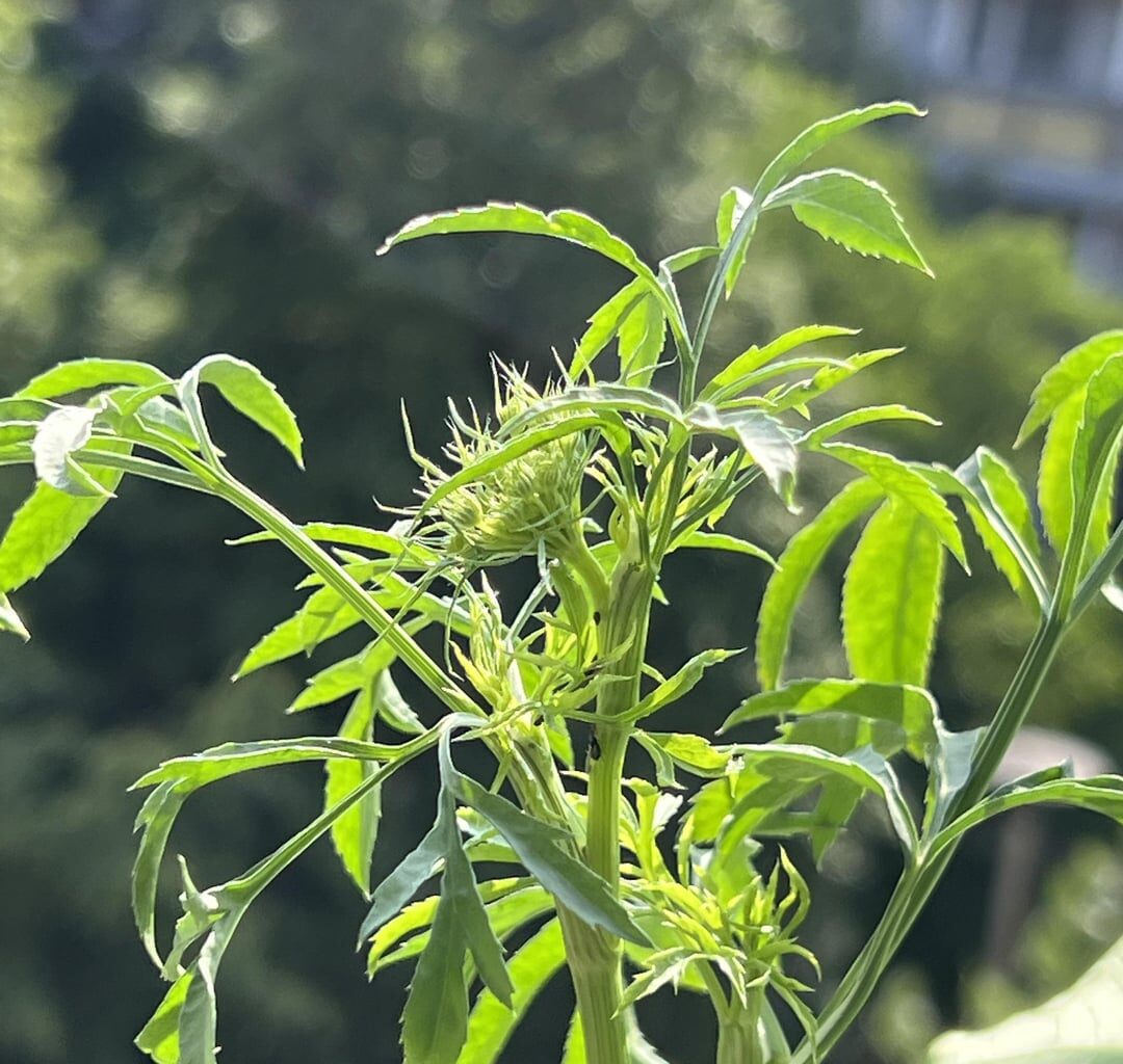 Was ist das für eine Pflanze?