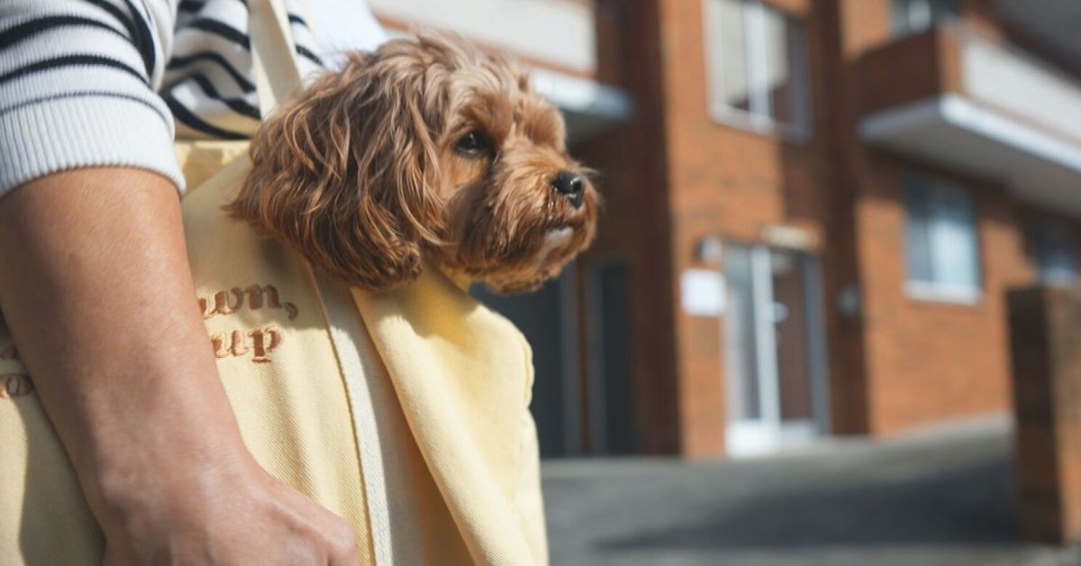 Sydney woman claims she was yelled off a bus because she was carrying her dog in a bag