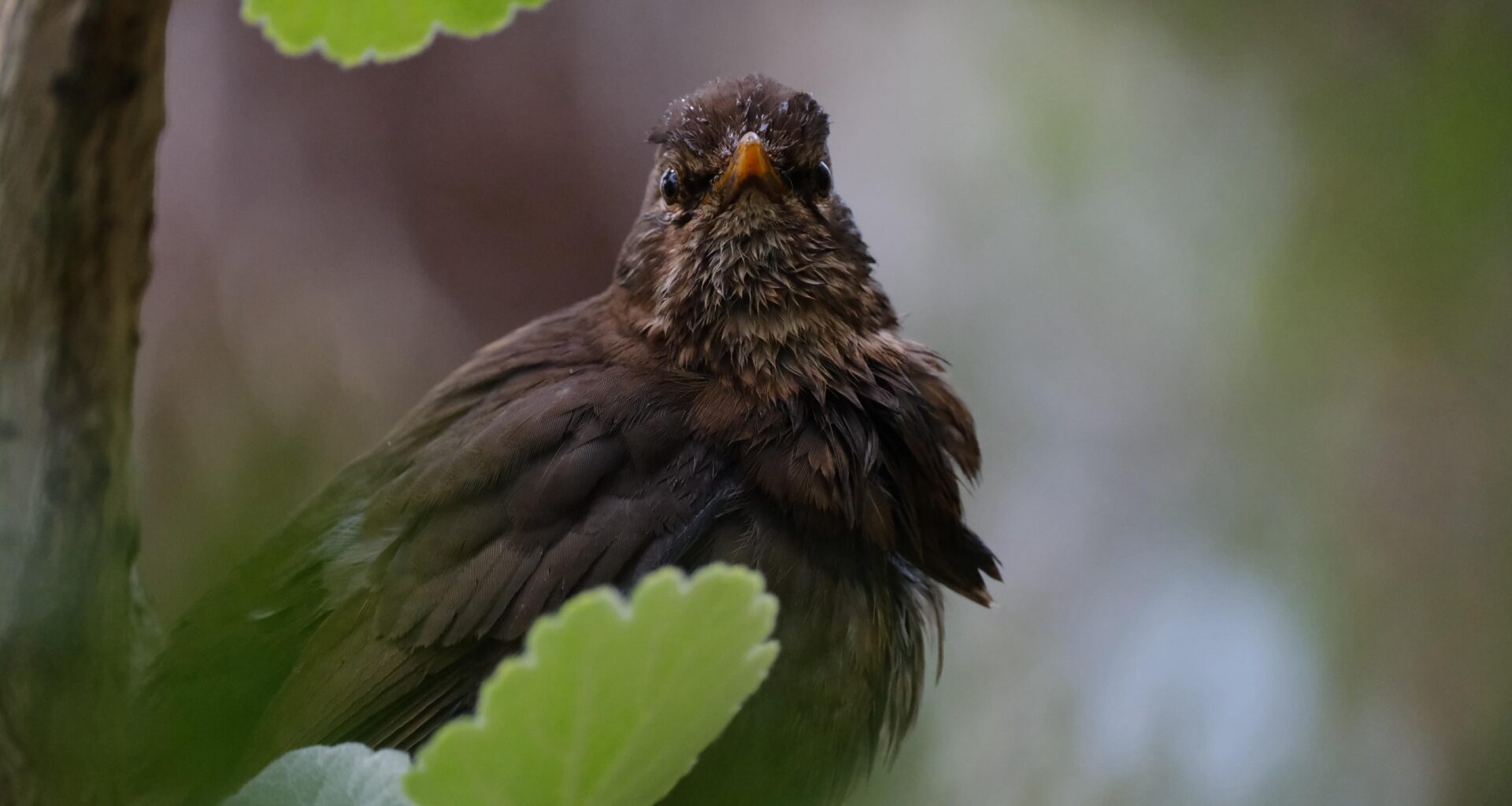 Amsel nach Bad -> 😡