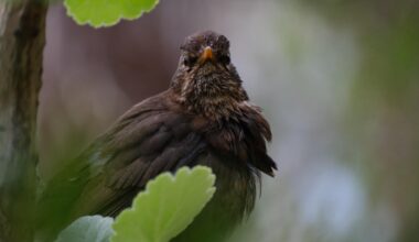 Amsel nach Bad -> 😡