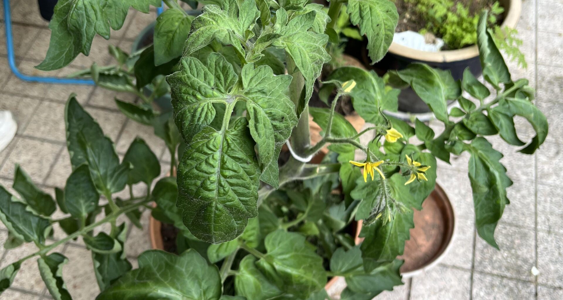 Blätter kräuseln sich bei meiner Tomate
