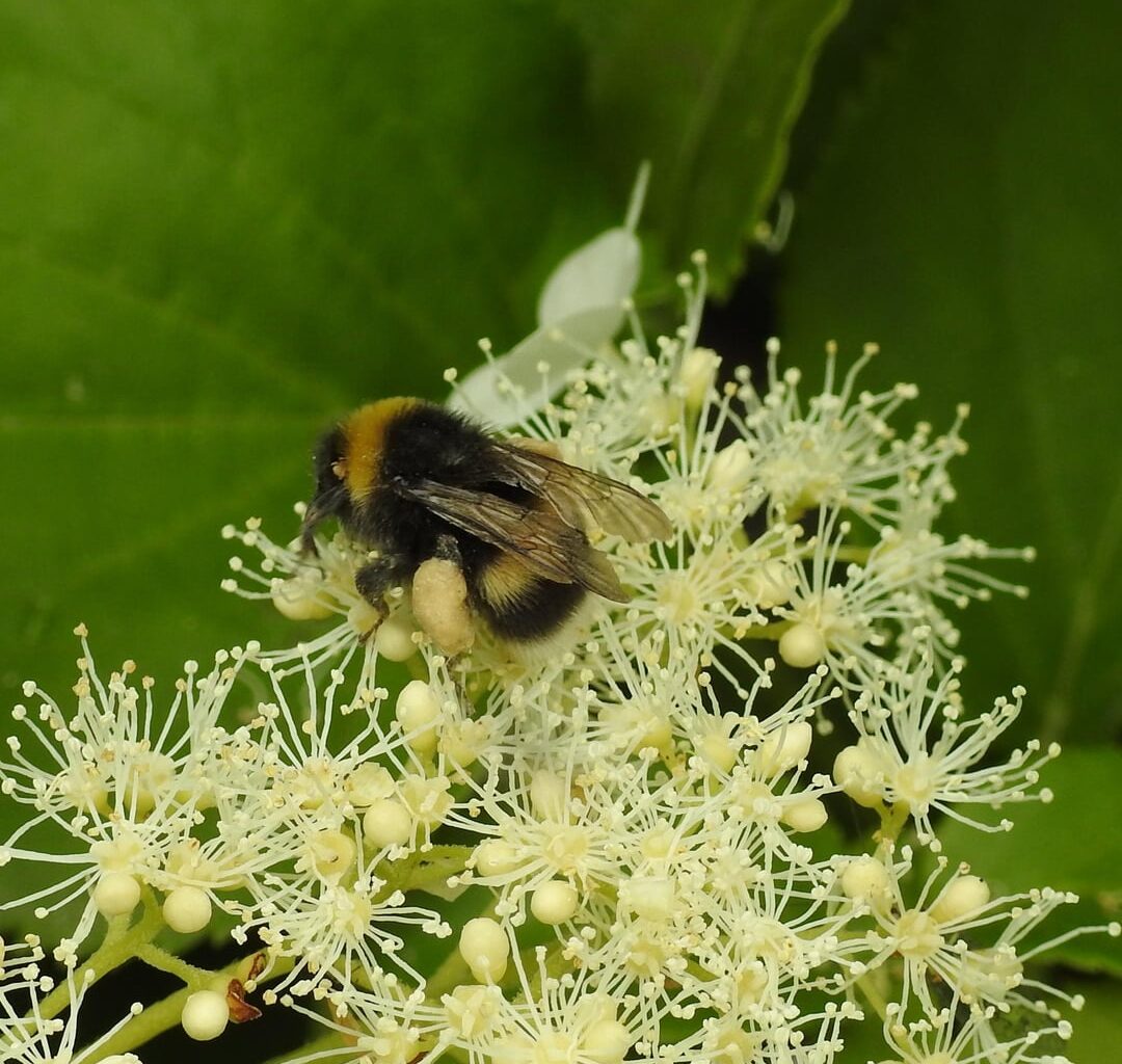 Eine Hummel bei der Arbeit auf einer Kletterhortensie