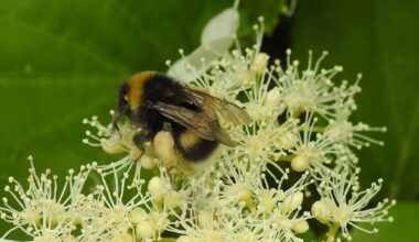 Eine Hummel bei der Arbeit auf einer Kletterhortensie